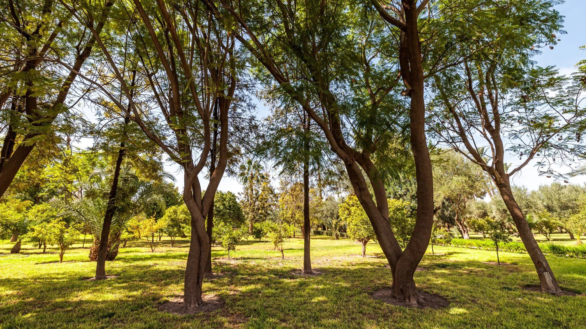 Acheter Villa 18 pièces 800 m² Marrakech