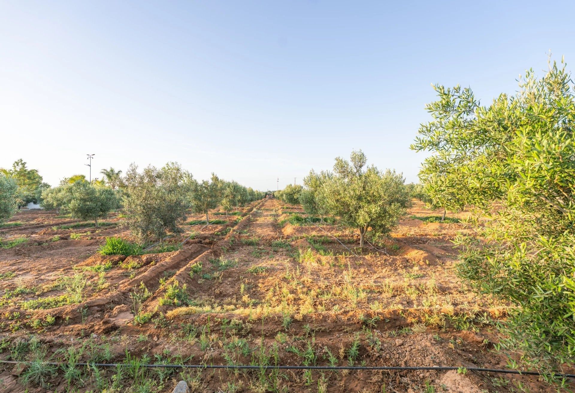 Acheter Villa 18&nbsp;pièces 12500&nbsp;m² Nador