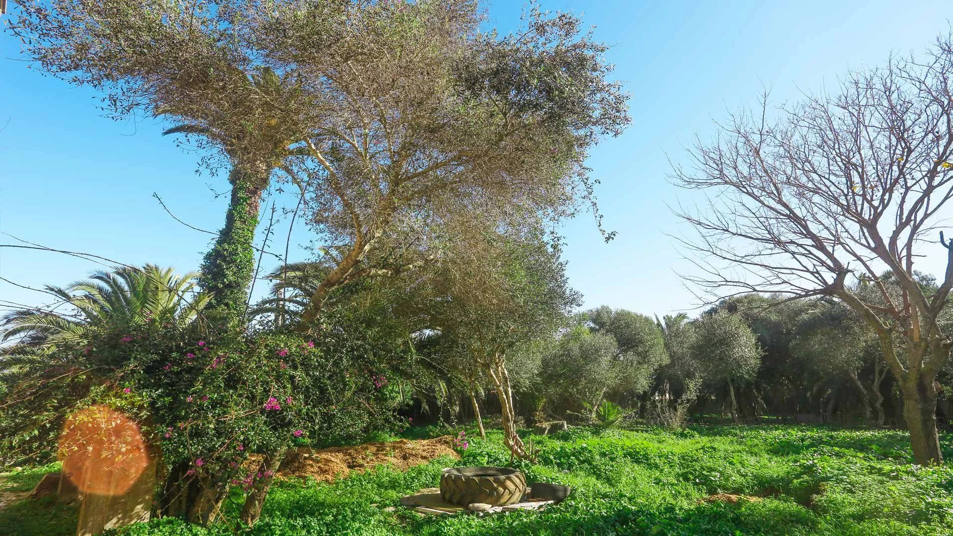 Acheter Terrain à bâtir 7385&nbsp;m² Tanger