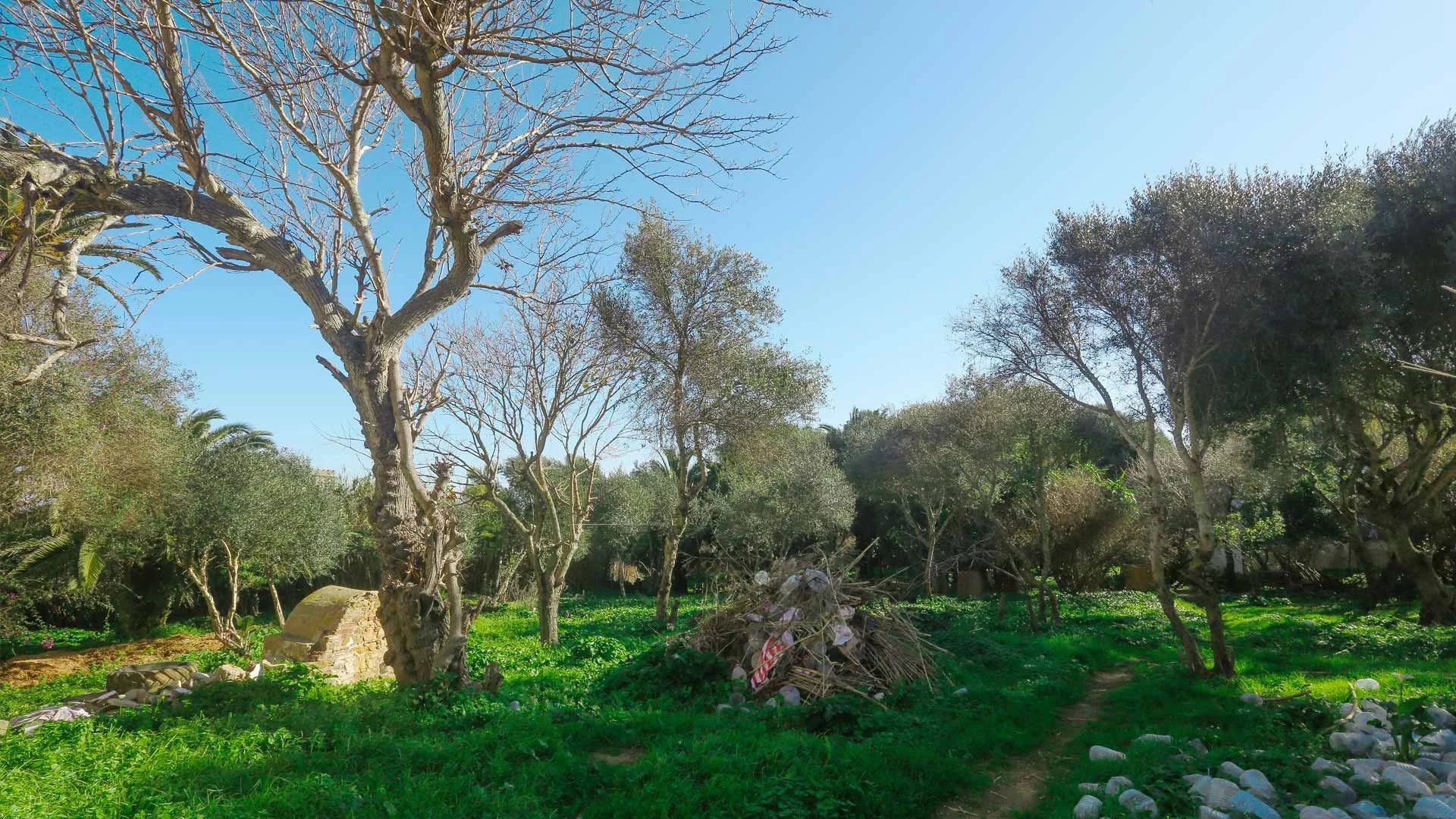 Acheter Terrain à bâtir 7385&nbsp;m² Tanger