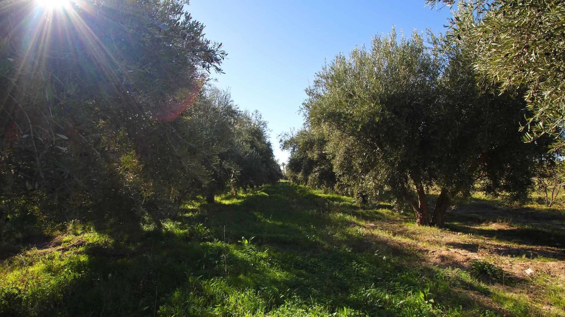 Buy Buildable land 16.77&nbsp;ha Marrakech