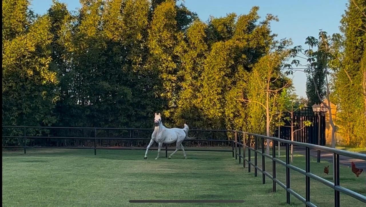 Acheter Maison 9&nbsp;pièces 650&nbsp;m² Kénitra