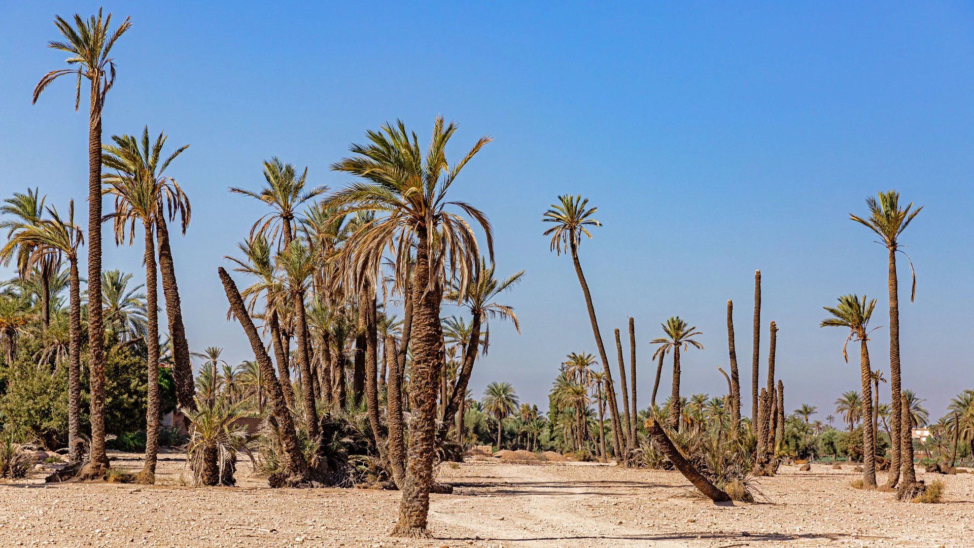 Acheter Terrain à bâtir 5.47&nbsp;ha Marrakech