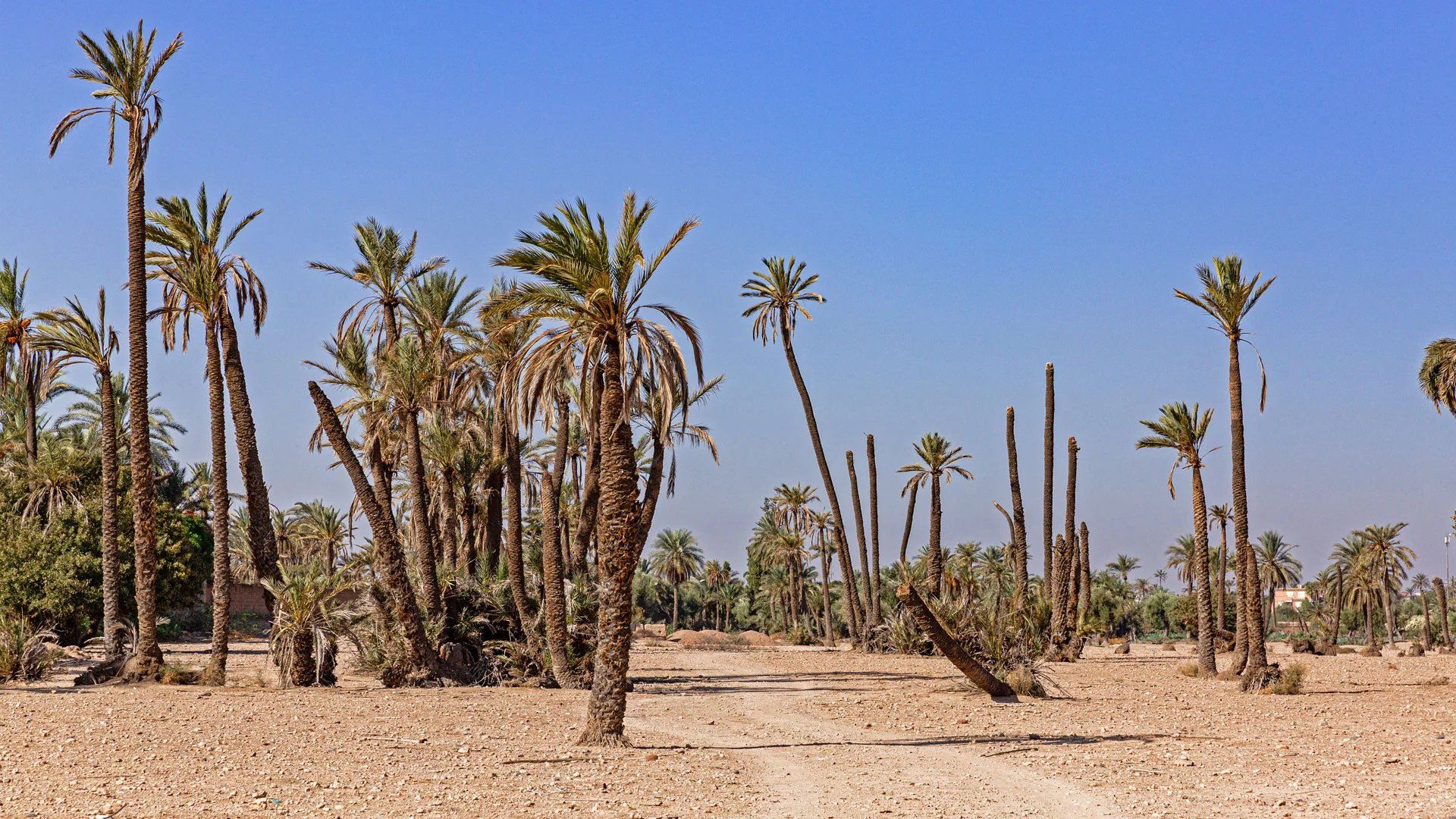Acheter Terrain à bâtir 5.47&nbsp;ha Marrakech