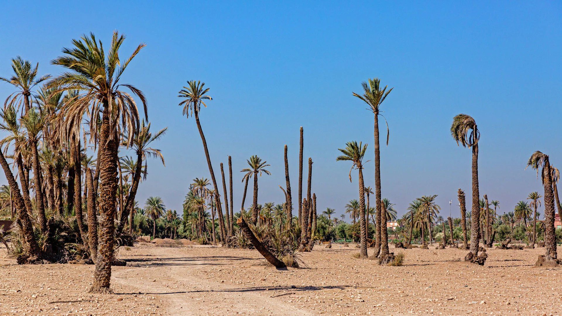 Acheter Terrain à bâtir 5.47&nbsp;ha Marrakech