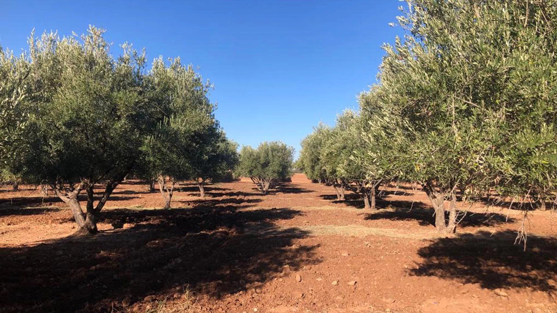 Buy Land 3&nbsp;ha Marrakech