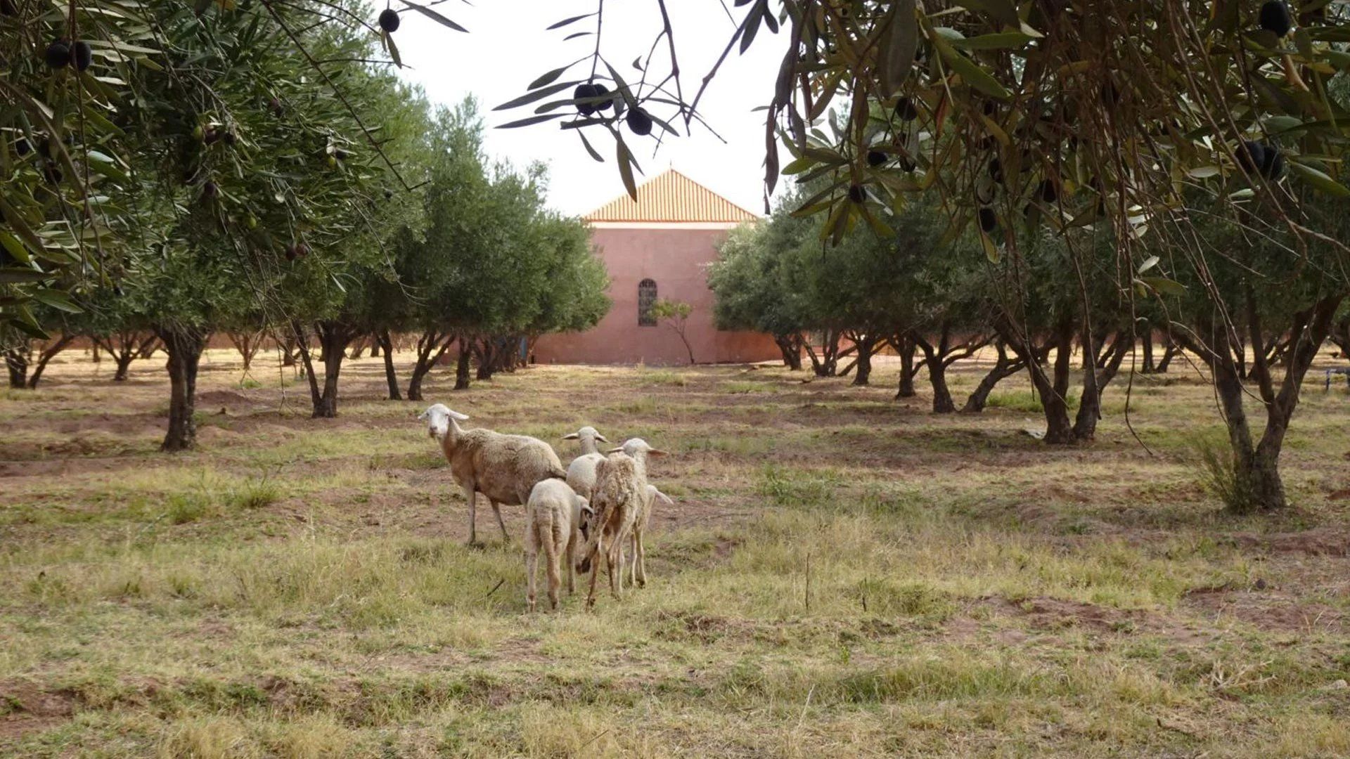 Buy Land 3&nbsp;ha Marrakech