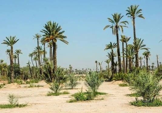 terrain en vente sur Marrakech (40000) - Plus de details
