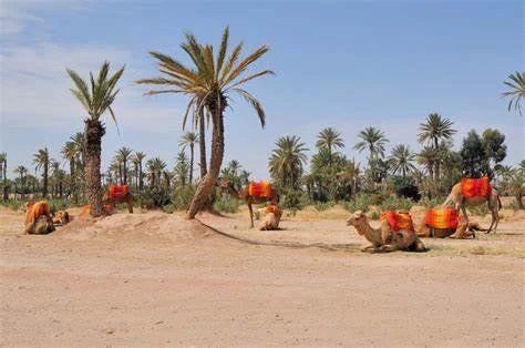 terrain à bâtir en vente sur Marrakech (40000) - Plus de details