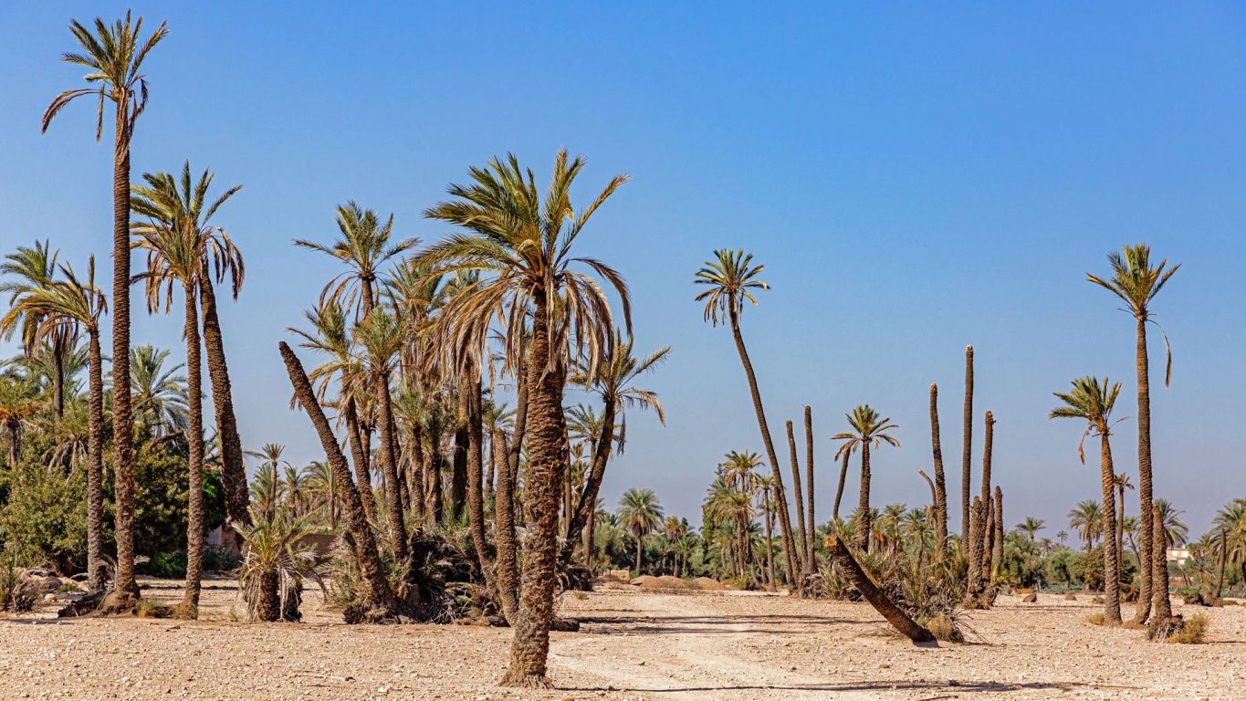 buildable land for sale on Marrakech (40000) - See details